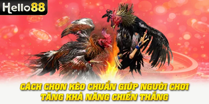 Đá Gà Cựa Dao - Hình Thức Thi Đấu Đầy Kịch Tính Và Gay Cấn 3 Cách chọn kèo chuẩn giúp người chơi tăng khả năng chiến thắng