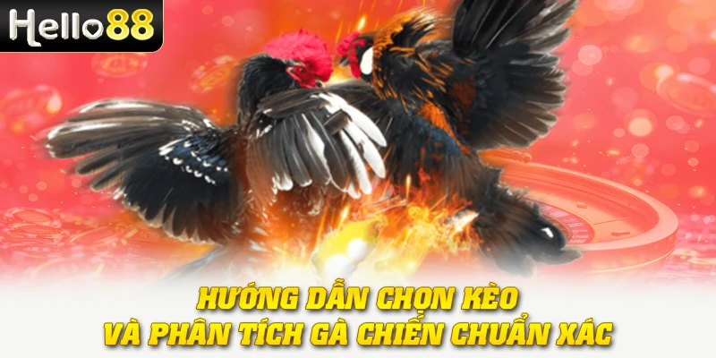 Đá Gà Cựa Sắt - Sàn Đấu Của Những Chiến Kê Mạnh Mẽ, Tốc Độ 3 Hướng dẫn chọn kèo và phân tích gà chiến chuẩn xác